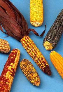 Imagen:Maize.jpg